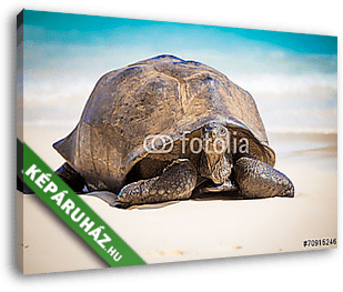 Seychelles óriás teknősbéka - vászonkép 3D látványterv