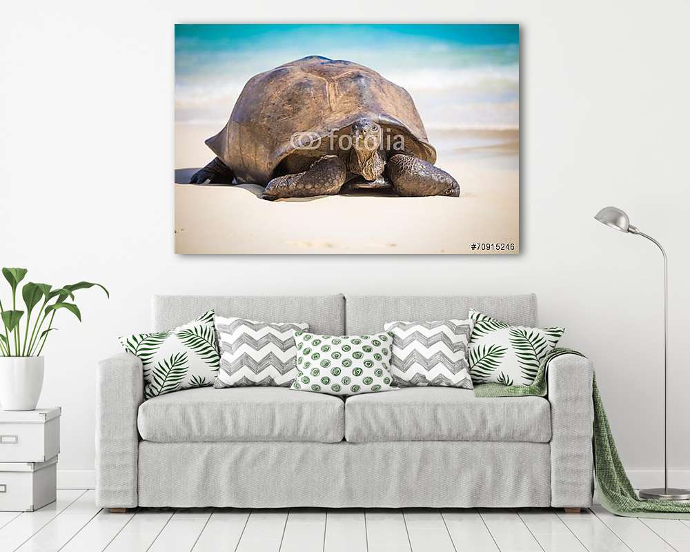 Seychelles óriás teknősbéka (fotótapéta) - vászonkép, falikép otthonra és irodába
