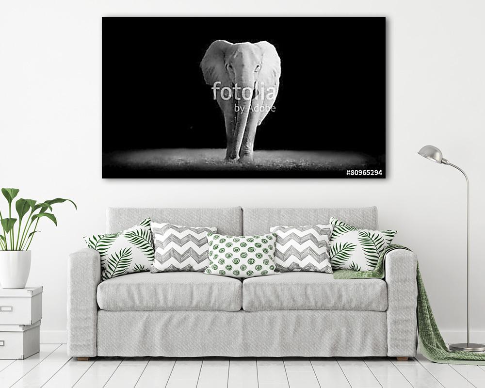 Elefánt sötét háttérrel (vászonkép) - vászonkép, falikép otthonra és irodába