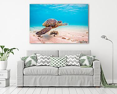 Veszélyeztetett Hawaii Zöld Tengeri Turtle cirkál a meleg vizeke (vászonkép) - vászonkép, falikép otthonra és irodába