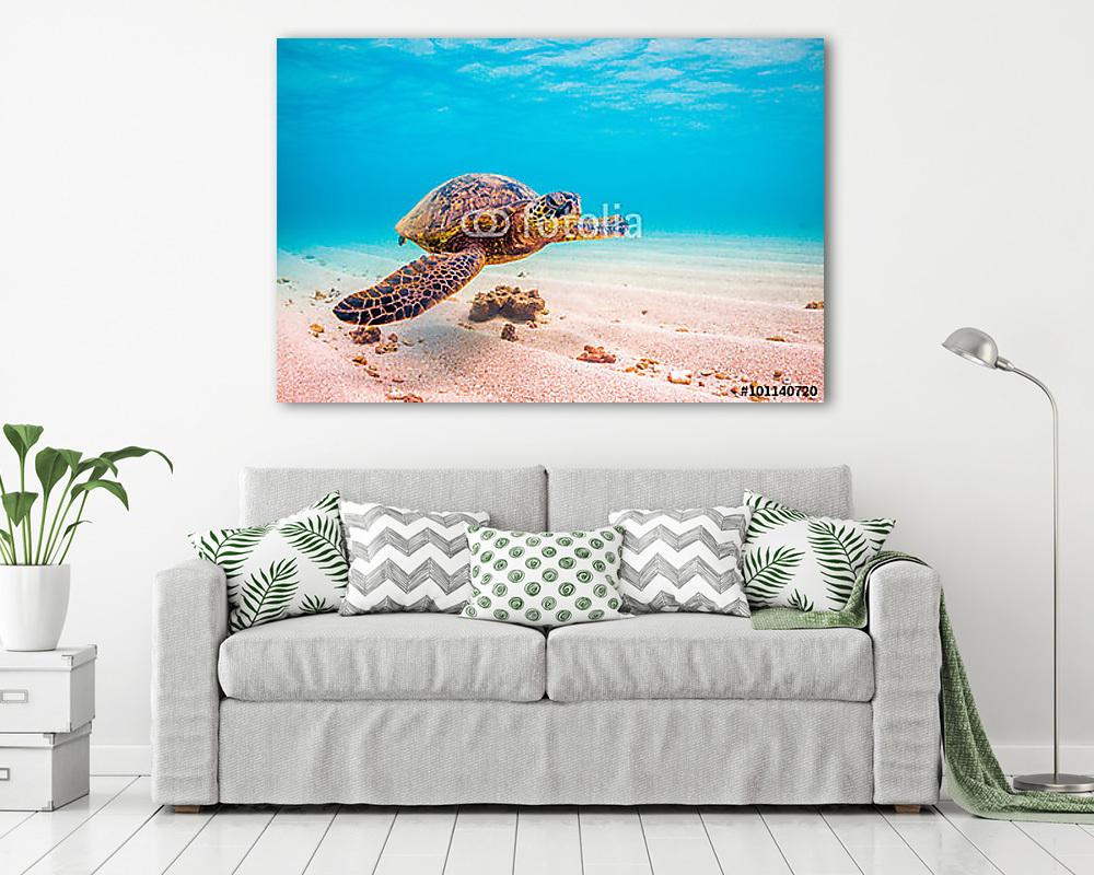 Veszélyeztetett Hawaii Zöld Tengeri Turtle cirkál a meleg vizeke (vászonkép) - vászonkép, falikép otthonra és irodába