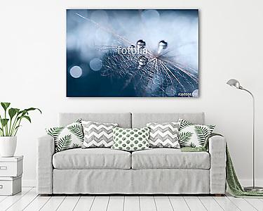 A beautiful and artistic image of a dandelion with drops on a bl (vászonkép) - vászonkép, falikép otthonra és irodába