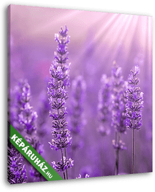 Lavender - vászonkép 3D látványterv