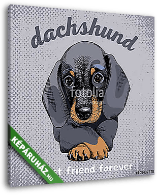 The poster with the portrait of the dog Dachshund. Vector illust - vászonkép 3D látványterv