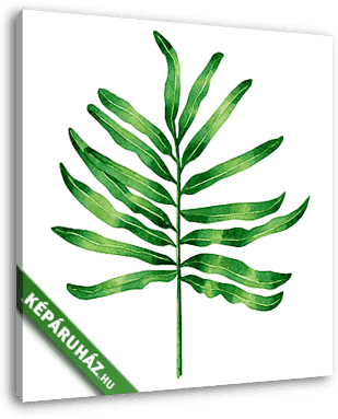 Watercolor painting fern green leaves,palm leaf isolated on whit - vászonkép 3D látványterv