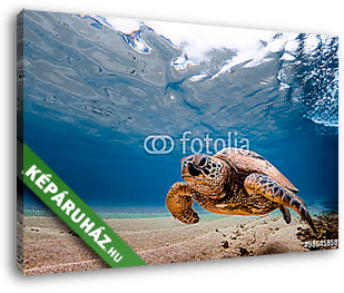 Hawaii zöld tengeri teknős a Pac meleg vizében - vászonkép 3D látványterv