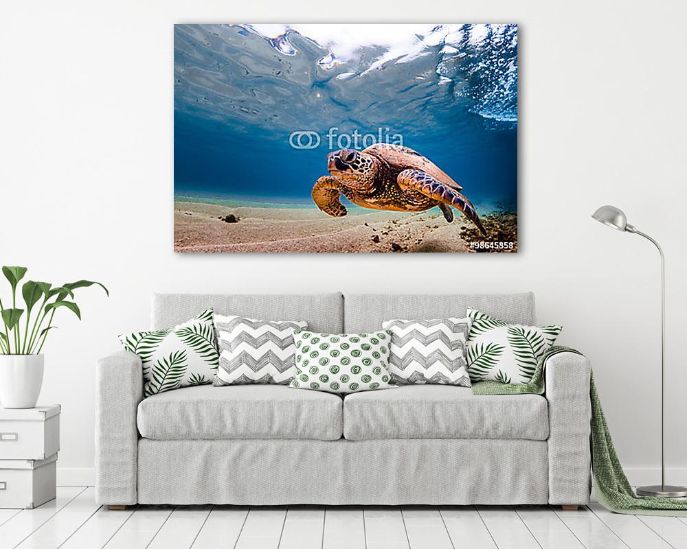 Hawaii zöld tengeri teknős a Pac meleg vizében (poszter) - vászonkép, falikép otthonra és irodába
