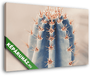 Pasztel kaktusz - vászonkép 3D látványterv