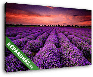 Lenyűgöző táj levendulamezőről, napnyugtakor - vászonkép 3D látványterv Lenyűgöző táj levendulamezőről, napnyugtakor - vászonkép 3D látványterv