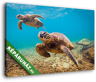 Veszélyeztetett Hawaii Zöld Tengeri Turtle cirkál a melegvizekbe - vászonkép 3D látványterv