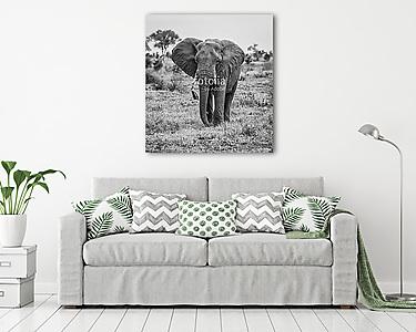 Az elefánt fekete-fehérben jár a kamera felé (vászonkép) - vászonkép, falikép otthonra és irodába