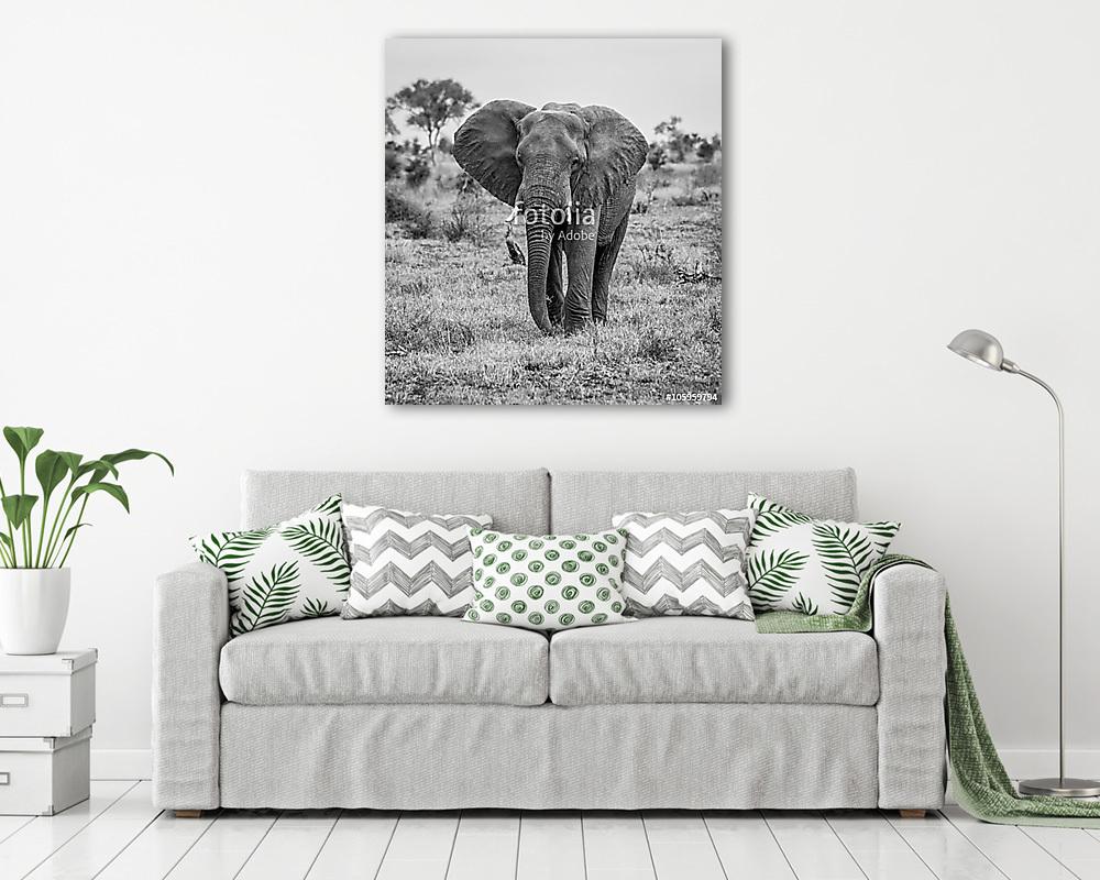 Az elefánt fekete-fehérben jár a kamera felé (keretezett kép) - vászonkép, falikép otthonra és irodába