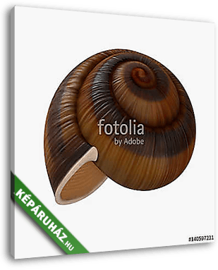 Snail Shell on white. 3D illustration - vászonkép 3D látványterv