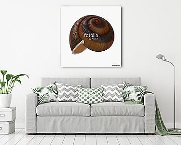 Snail Shell on white. 3D illustration (vászonkép) - vászonkép, falikép otthonra és irodába