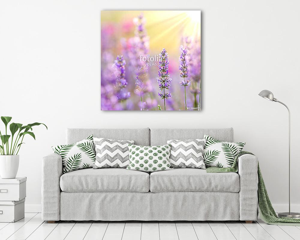 Lavender (többrészes kép) - vászonkép, falikép otthonra és irodába