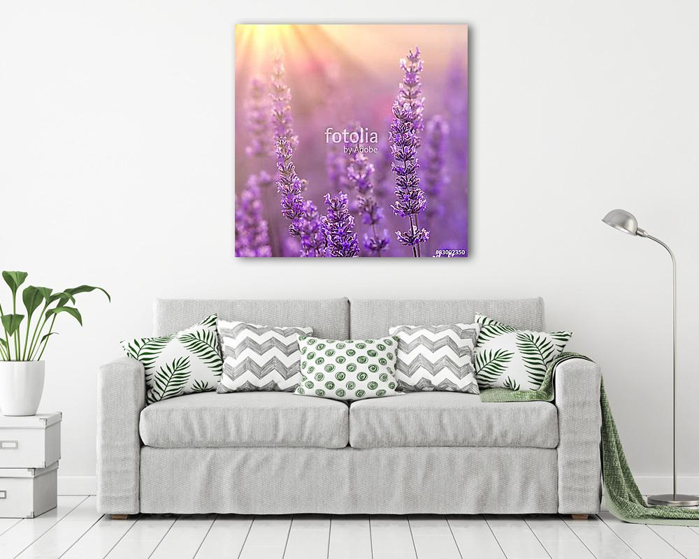 Lavender (többrészes kép) - vászonkép, falikép otthonra és irodába
