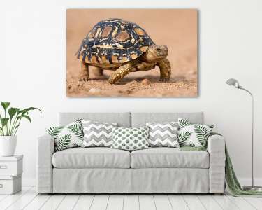 Leopárd teknős lassan, homokos, védőhéjjal járva (vászonkép) - vászonkép, falikép otthonra és irodába