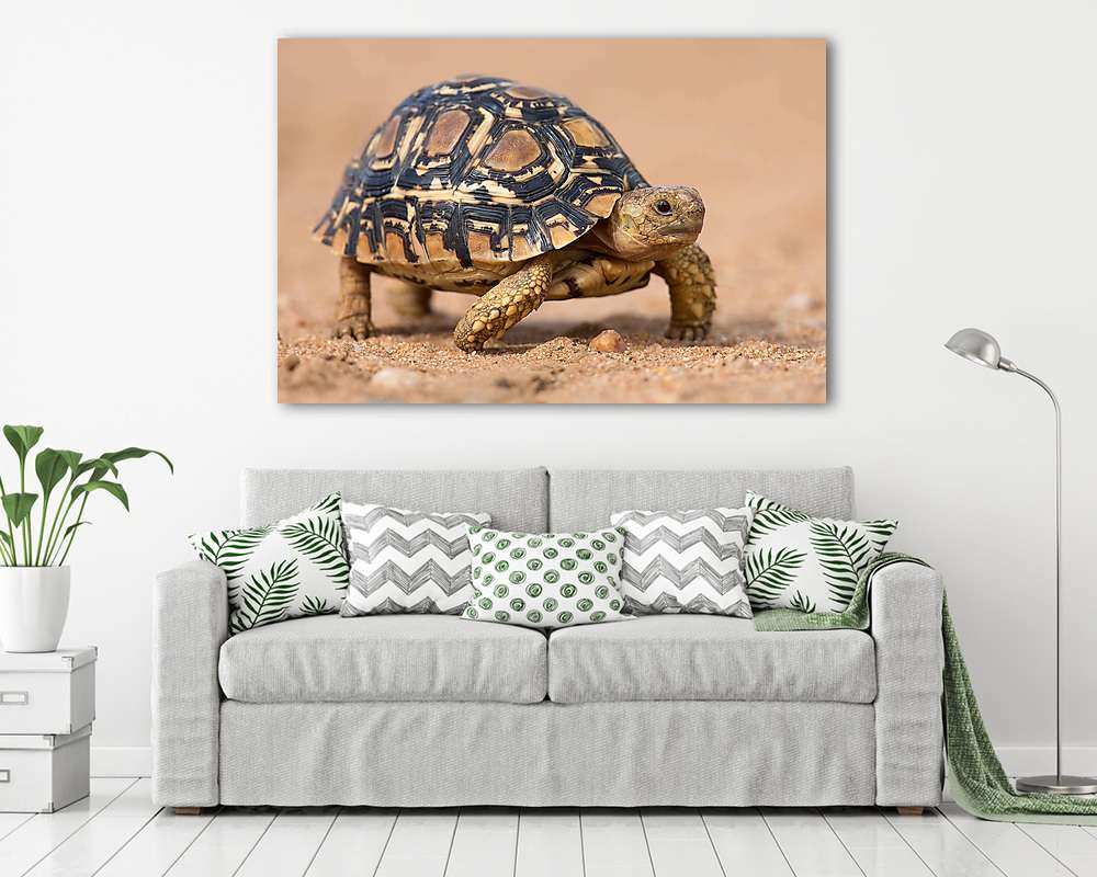 Leopárd teknős lassan, homokos, védőhéjjal járva (többrészes kép) - vászonkép, falikép otthonra és irodába