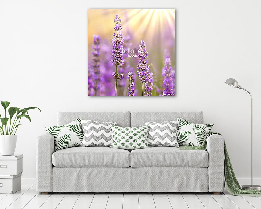Lavender (többrészes kép) - vászonkép, falikép otthonra és irodába