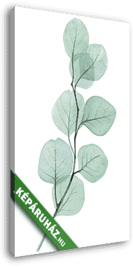 eucalyptus twig watercolor illustration - vászonkép 3D látványterv