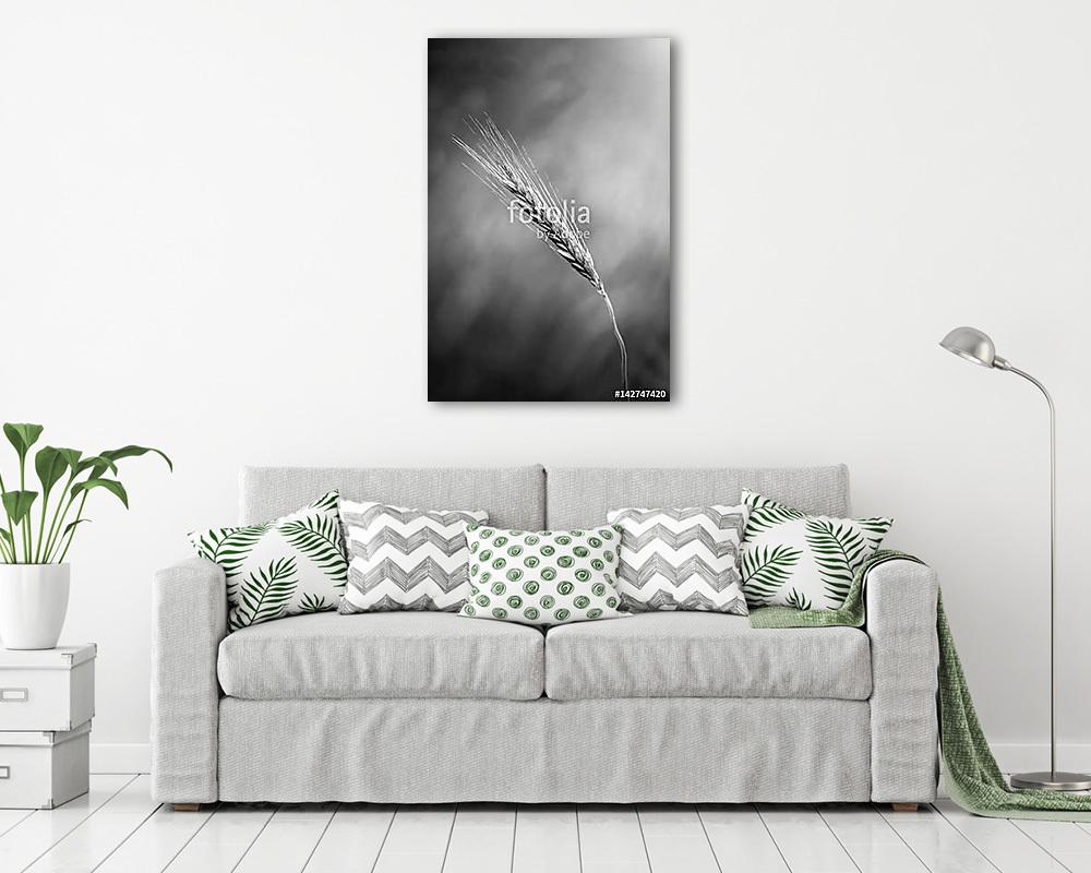 The gold ear BW (fotótapéta) - vászonkép, falikép otthonra és irodába