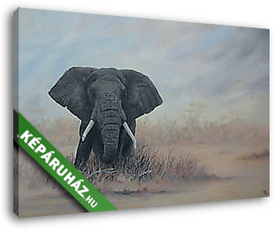 Elefánt a szavannán - vászonkép 3D látványterv