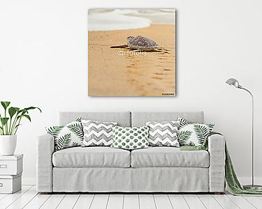 Hawksbill tengeri teknős a tengerparton, Thaiföldön. (vászonkép) - vászonkép, falikép otthonra és irodába