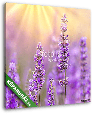Lavender - vászonkép 3D látványterv