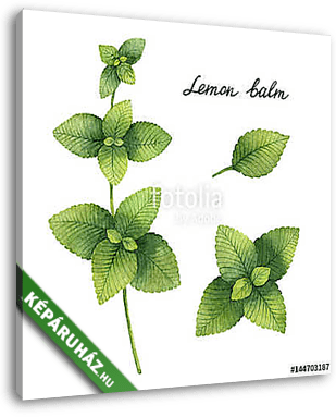 Hand drawn watercolor botanical illustration of Lemon balm. - vászonkép 3D látványterv