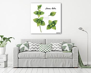 Hand drawn watercolor botanical illustration of Lemon balm. (vászonkép) - vászonkép, falikép otthonra és irodába