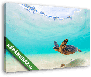 Veszélyeztetett Hawaii Zöld Tengeri Turtle hajózik a melegvizekb - vászonkép 3D látványterv