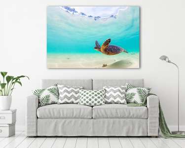 Veszélyeztetett Hawaii Zöld Tengeri Turtle hajózik a melegvizekb (vászonkép) - vászonkép, falikép otthonra és irodába