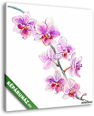 Orchid flowers watercolor hand drawn botanical illustration isol - vászonkép 3D látványterv