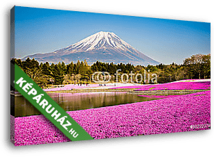 moha phlox a mount fuji-val a háttérben - vászonkép 3D látványterv