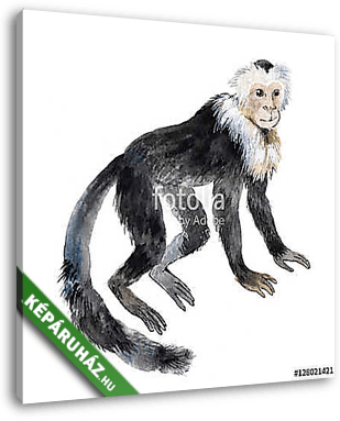 Kapucinus majom - vászonkép 3D látványterv