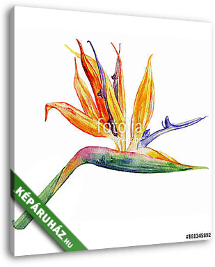 Bird of paradise flower, Strelitzia reginae, crane flower hand d - vászonkép 3D látványterv