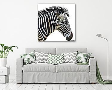 zebra isolated on white background (vászonkép) - vászonkép, falikép otthonra és irodába
