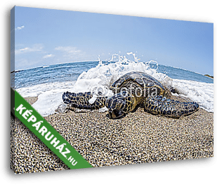 Zöld teknős a homokos strandon Hawaii-ban - vászonkép 3D látványterv