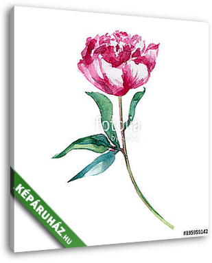 Watercolor pink peony flower, hand drawn paint decorative illust - vászonkép 3D látványterv