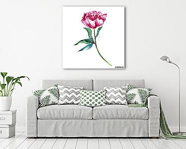 Watercolor pink peony flower, hand drawn paint decorative illust (vászonkép) - vászonkép, falikép otthonra és irodába
