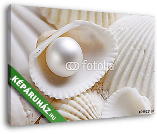 Fehér seashells gyöngyházzal - vászonkép 3D látványterv