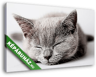 Alvó szürke cica - vászonkép 3D látványterv