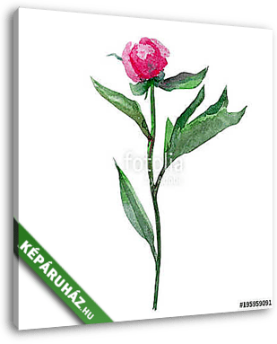 Watercolor peony flower, bud hand drawn illustration isolated on - vászonkép 3D látványterv