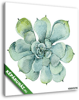 succulent in watercolor - vászonkép 3D látványterv