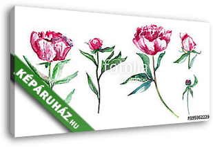 Watercolor pink peony flower set, bud, leaf hand drawn painting  - vászonkép 3D látványterv