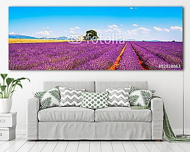 Levendula virágok virágzó mező, ház és fa. Provence, Franc (vászonkép) - vászonkép, falikép otthonra és irodába