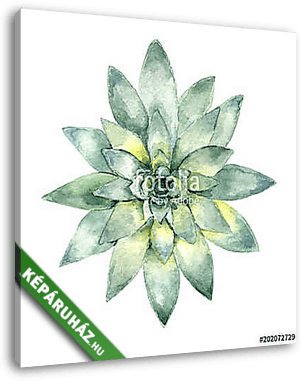 succulent in watercolor - vászonkép 3D látványterv