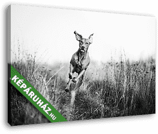 Vizslakutya akcióban - vászonkép 3D látványterv Vizslakutya akcióban - vászonkép 3D látványterv