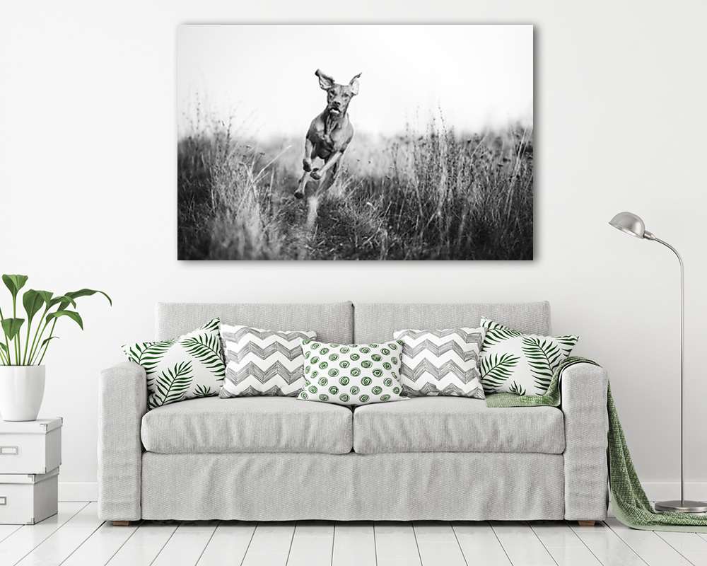 Vizslakutya akcióban - vászonkép, falikép vásárlás Vizslakutya akcióban (vászonkép) - vászonkép, falikép otthonra és irodába