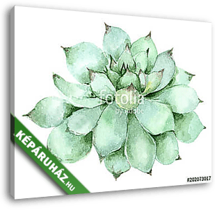 succulent in watercolor - vászonkép 3D látványterv